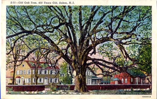 Postcard of the Salem Oak